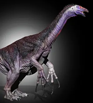 Claw: Therizinosaurus dinosaur, side view