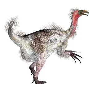 Claw: Therizinosaurus dinosaur, side view on white background