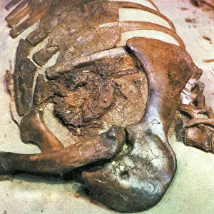 Fossilized: Thescelosaurus
