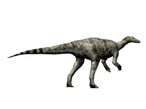 Hypsilophodont: Thescelosaurus dinosaur