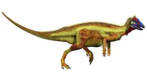 Hypsilophodont: Thescelosaurus dinosaur, side view on white background