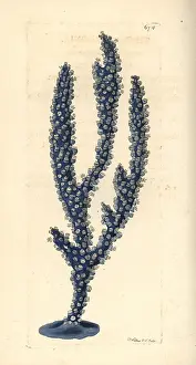 Flexuosa: Thick gorgonia, Gorgonia crassa?