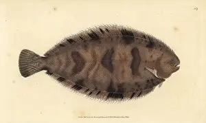 Variegated: Thickback sole, Microchirus variegatus
