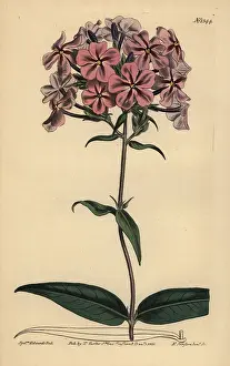 Phlox: Thickleaf phlox, Phlox carolina