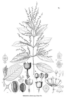 Martius: Thiloa glaucocarpa and Thiloa gracilis