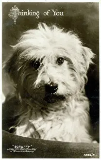 The Roseries Collection: Thinking of You postcard - Scruffy - Film Star