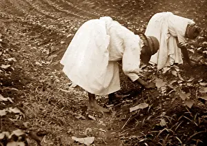 Thinning: Thinning cotton seadlings, St Vincent, Caribbean