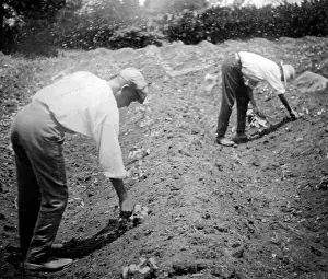 Thinning: Thinning cotton seadlings in St Vincent early 1900s