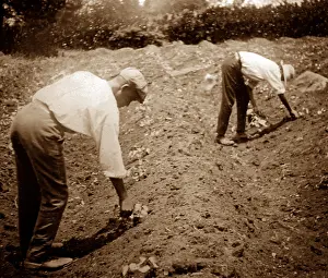 Seedlings: Thinning cotton seedlings, St Vincent, Caribbean