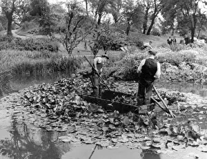 Thinning: THINNING WATER LILIES