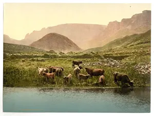 Thirsty: Thirsty cattle, England