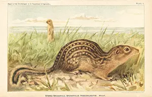 Gopher: Thirteen-lined ground squirrel, Ictidomys tridecemlineatus