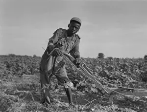 Sharecropper: Thirteen-year old African American sharecropper ?