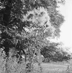 Thistles: Thistle