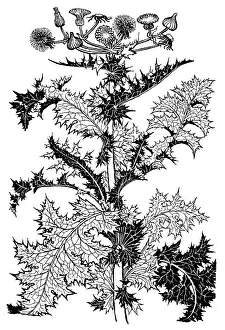 Lilley: Thistle