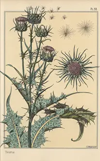 Grassets: Thistle botanical study