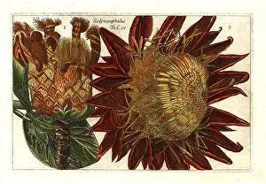 Protea: Thistle protea, Protea scolymocephala