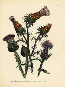 Caeruleus: Thistle species