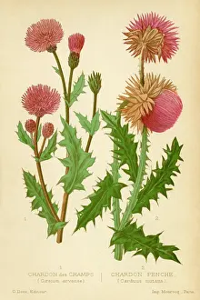 Thistles: Thistles