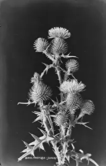 Wildflowers: Thistles