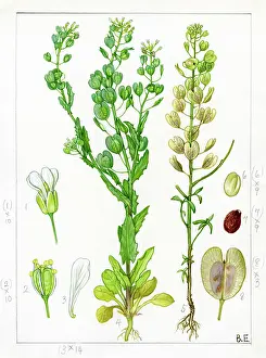 Stamens: Thlaspi arvense - field pennycress