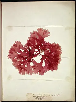Alga: Thodomenia lacineata, seaweed
