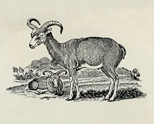 Ibex: Ibex