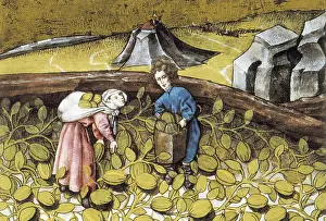 Harvests: THOMAS of Cantimpre (1201-1276). Codex Granatensis: