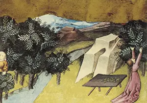 Myrrh: THOMAS of Cantimpre (1201-1276). Codex Granatensis: