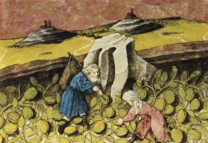 Botanica: THOMAS of Cantimpre (1201-1276). Codex Granatensis: