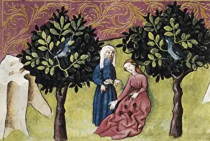 Botanica: THOMAS of Cantimpre (1201-1276). Codex Granatensis: