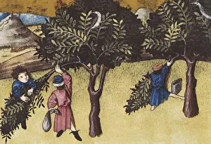 Botanica: THOMAS of Cantimpre (1201-1276). Codex Granatensis: