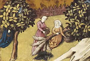 Botanica: THOMAS of Cantimpre (1201-1276). Codex Granatensis: