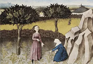 Botanica: THOMAS of Cantimpre (1201-1276). Codex Granatensis: