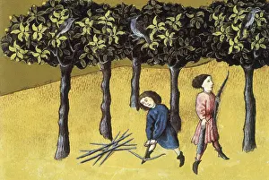 Botanica: THOMAS of Cantimpre (1201-1276). Codex Granatensis: