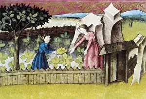 Lettuce: THOMAS of Cantimpre (1201-1276). Codex Granatensis: