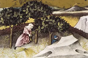 Botanica: THOMAS of Cantimpre (1201-1276). Codex Granatensis:
