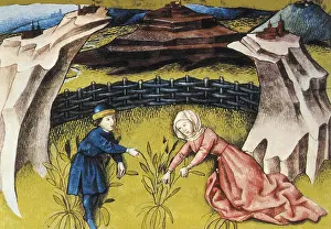 Botanica: THOMAS of Cantimpre (1201-1276). Codex Granatensis: