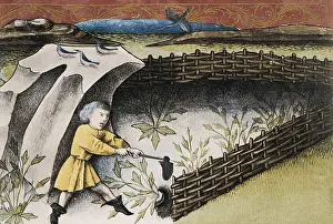 Licorice: THOMAS of Cantimpre (1201-1276). Codex Granatensis: