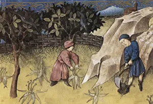 Herbaceous: THOMAS of Cantimpre (1201-1276). Codex Granatensis: