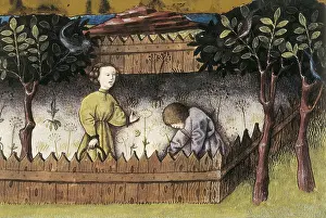 Spices: THOMAS of Cantimpre (1201-1276). Codex Granatensis: