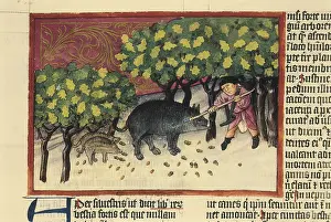 Eumetazoa: THOMAS of Cantimpre (1201-1276). Codex Granatensis: