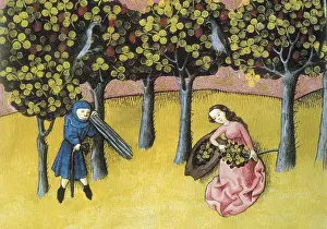 Botanica: THOMAS of Cantimpre (1201-1276). Codex Granatensis: