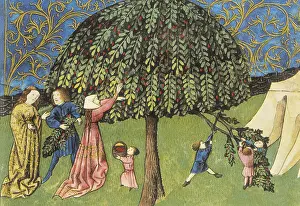 Bushel: THOMAS of Cantimpre (1201-1276). Codex Granatensis: