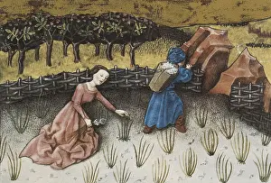 Sprout: THOMAS of Cantimpre (1201-1276). Codex Granatensis: