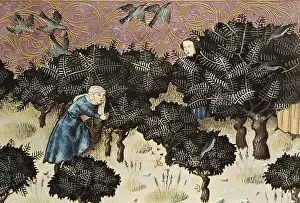 Juniper: THOMAS of Cantimpre (1201-1276). Codex Granatensis: