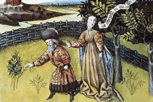 Botanica: THOMAS of Cantimpre (1201-1276). Codex Granatensis:
