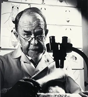 Basis: Thomas Hunt Morgan, American Geneticist