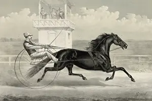 Trotter: Thomas Jefferson: the black whirlwind of the east