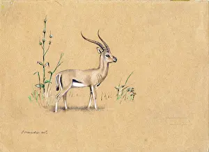 Dundas: Thompson's Gazelle ? Kenya